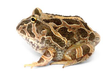 Pacific horned frog