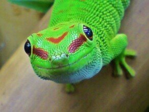 Dday Gecko