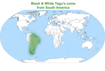 Argentine black and white tegu map