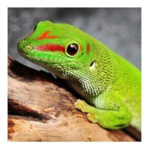 Day Gecko