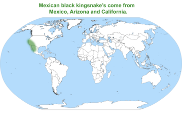 Mexican Black King Snake map