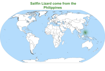 sailfin lizard map