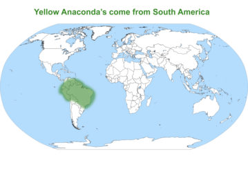 Yellow Anaconda map