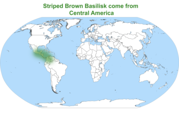 Brown Basilisk map