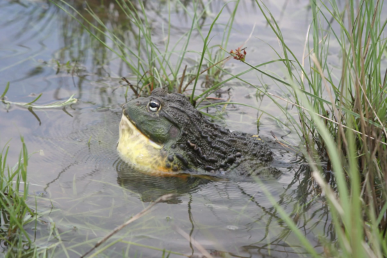 African Bull Frog