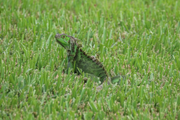 Red & Green Iguana