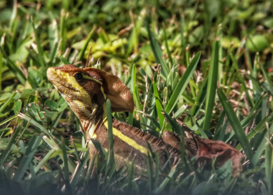 Brown Basilisk