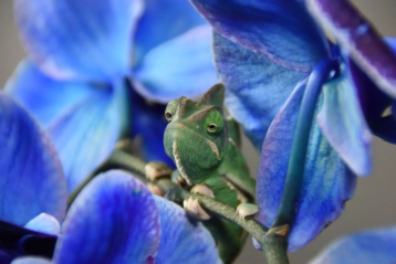 Yemen Chameleon