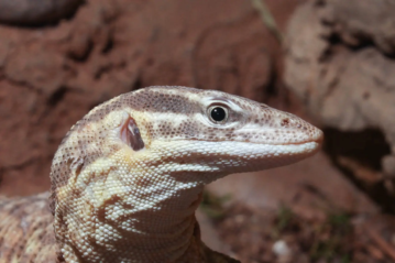 spiny tailed monitor