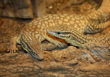 spiny tailed monitor