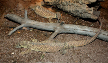 spiny tailed monitor