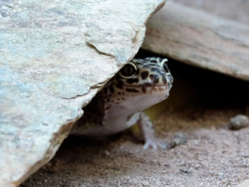 Leopard Gecko