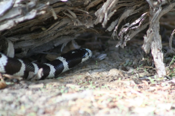 California King Snake