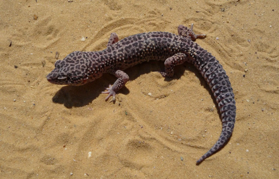 Leopard Gecko