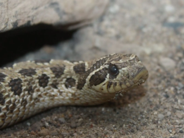 Western Hognose Snakes