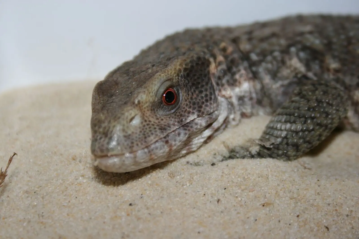 Bosc Monitor