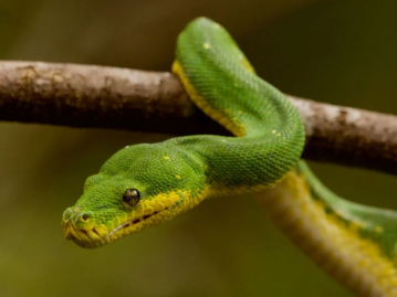 Green Tree Python