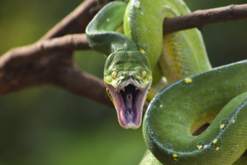 Green Tree Python