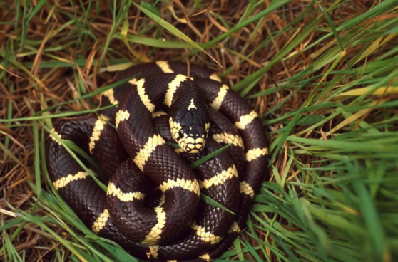 California King Snake