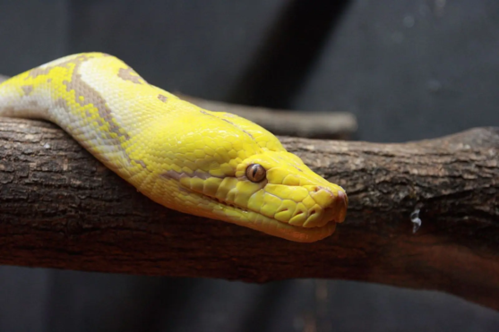 Reticulated Python