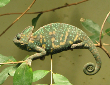 Yemen Chameleon