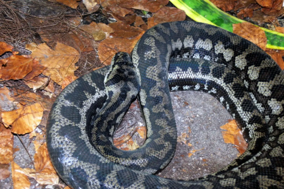 Carpet Python