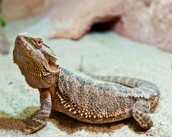 Bearded Dragons