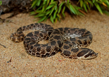 Western Hognose Snakes