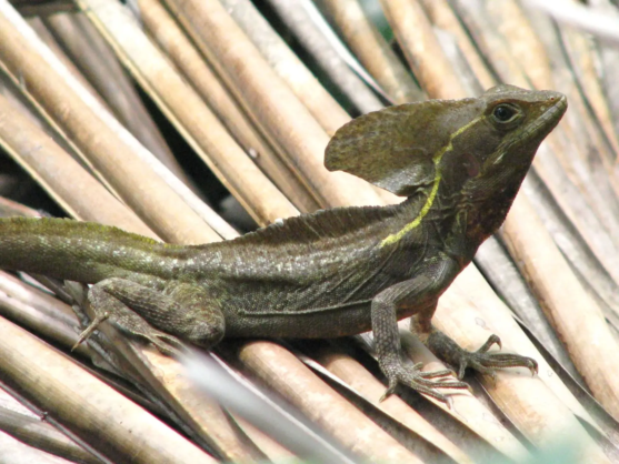 Brown Basilisk