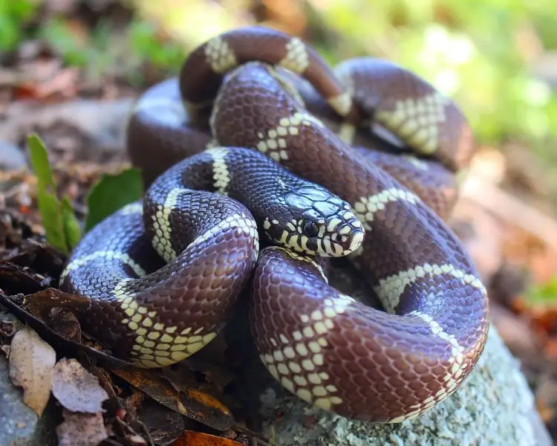 California King Snake