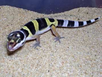 Leopard Gecko