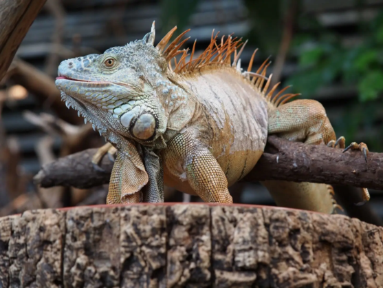 Red & Green Iguana