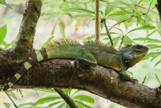 Chinese Water Dragon 