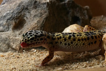 Leopard Gecko