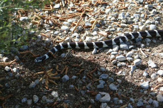 California King Snake