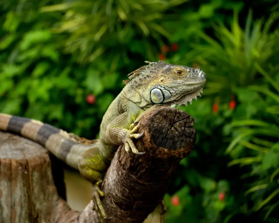 Red & Green Iguana