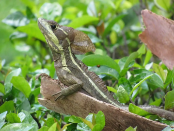 Brown Basilisk