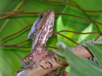 Brown Basilisk