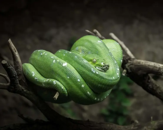 Green Tree Python