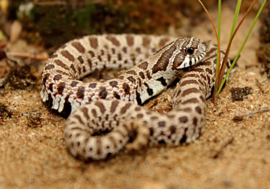 Western Hognose Snakes