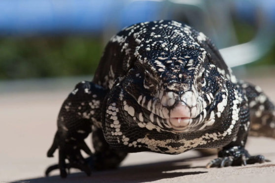 Argentine Black and White Tegu