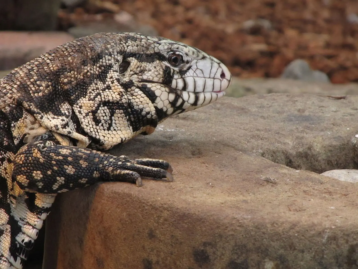 Argentine Black and White Tegu