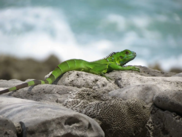 Red & Green Iguana