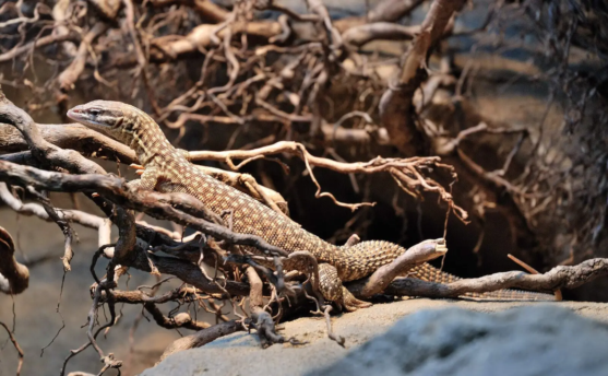 spiny tailed monitor