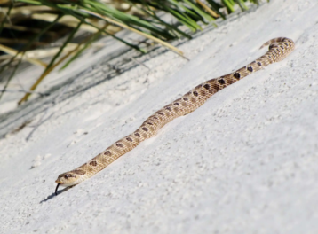 Western Hognose Snakes