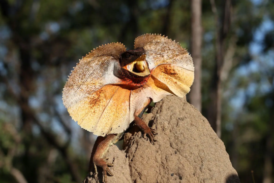 Frilled Dragons
