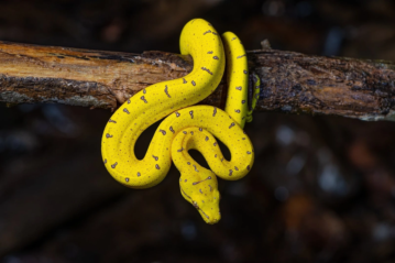 Green Tree Python