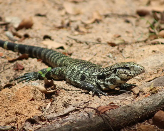 Argentine Black and White Tegu