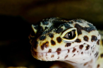 Leopard Gecko