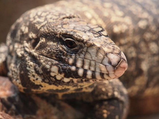 Argentine Black and White Tegu